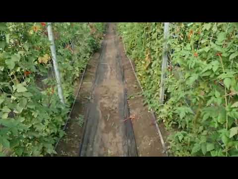 Видео: Карака блек в теплице. Как формировать ежевику для 100% плодоношения.