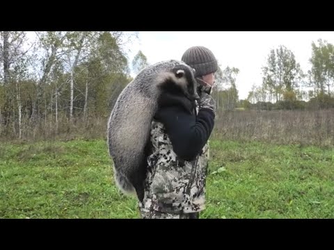 Видео: Огромный Барсук. Жирный Мощный, Сильный может сломать любую ловушку.