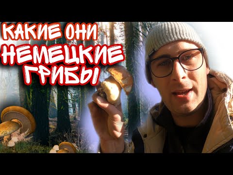 Видео: СБОР ГРИБОВ В НЕМЕЦКОМ ЛЕСУ🌲🍄🌲РЕЦЕПТ ГРИБОВ В СКОВОРОДЕ🥘