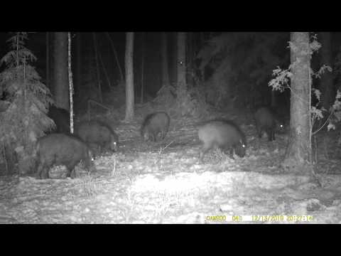 Видео: 📹 Кабаны на фото-ловушке 13-27 декабря 2019г. Ни одного глюка камеры.