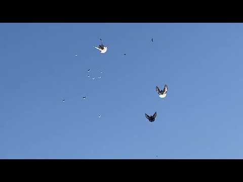 Видео: 28.07 Николаевские голуби 