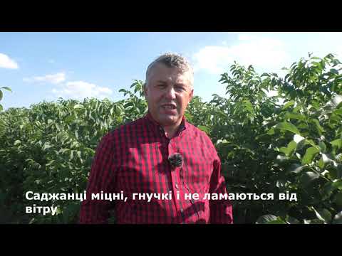 Видео: № 81 Горіховий розплідник Івана Юкала. ч.1