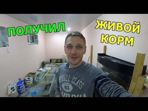 Видео: ТРУБОЧНИК! ЖИВОЙ КОРМ ДЛЯ РЫБОК!!!