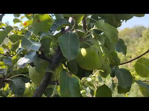 Видео: Строки обливання осінніх груш.