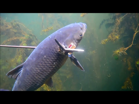Видео: СТОЛЬКО АМУРОВ Я НЕ ВИДЕЛ НИКОГДА ! HD подводная охота .