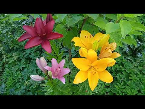 Видео: Розы-12 июля! Часть-3🌹🥀🍀