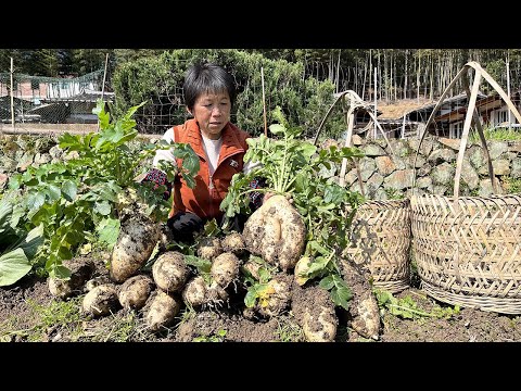 Видео: Квашеная капуста бабушкина с вяленой редькой, кисло-острая с рисом
