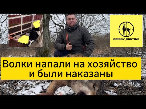 Видео: Волки напали на хозяйство и были наказаны