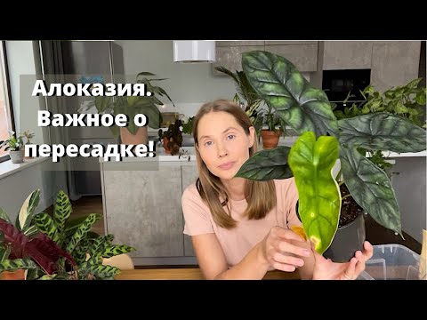 Видео: Пресадка Алоказии. Основные требования к пересадке.