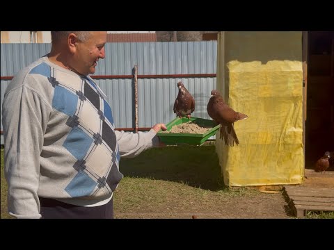 Видео: Наши Николаевские голуби