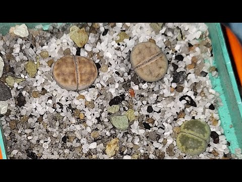Видео: Цветок Литопс живые камни уход 🧠