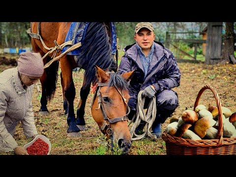 Видео: На ХУТОРЕ РАСНОЕ  нет времени на отдых. Побывали в ГРИБАХ. Покатались на КОНЕ. В ПОИСКАХ ХУТОРА.