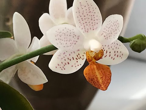 Видео: Орхидея Phal. Mini Mark Цветоносы больше 80 см, пересадка/перевалка. Июнь, 30 2021