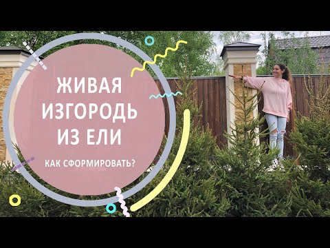 Видео: Формованная живая изгородь из ели | Как сформировать?