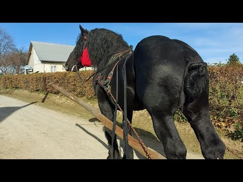 Видео: 🥁💪PERCHERON💪ФАРАОН💣ЛЕГКА ОСІННЯ ПРОГУЛЯНКА🍁🍂🐴