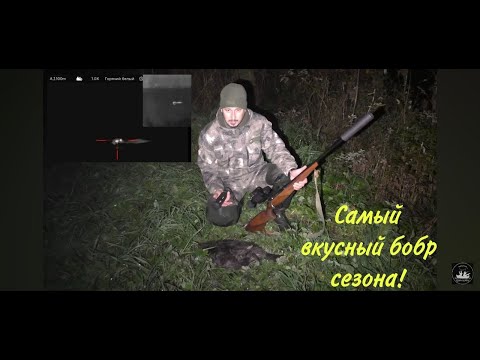 Видео: Любопытные бобры сами приплывают посмотреть! Охота на бобра!