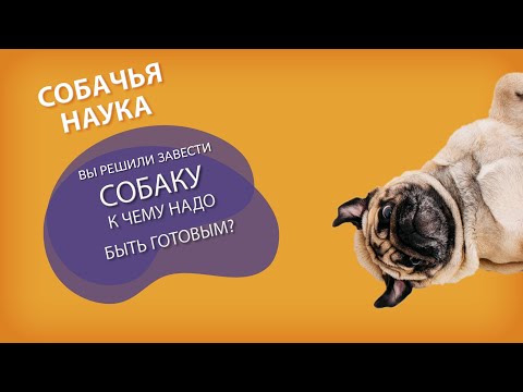 Видео: Вы решили завести собаку. К чему быть готовым?