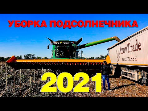 Видео: УБОРКА ПОДСОЛНЕЧНИКА 2021