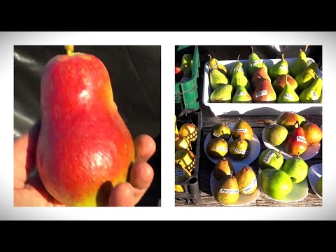 Видео: Обзор некоторых сортов груши на 11 октября