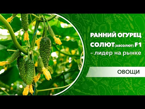Видео: Ранний огурец Солют (Абсолют) F1– лидер на рынке