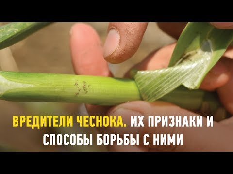 Видео: Вредители чеснока. Их признаки и способы борьбы с ними