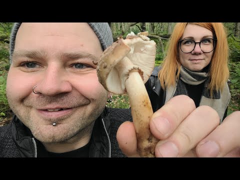 Видео: Впервые за грибами в Англии / Октябрь ГРИБЫ / Жизнь в Великобритании