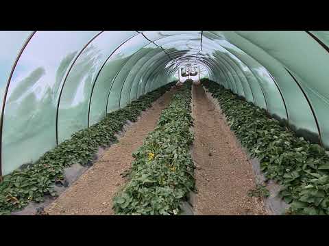 Видео: Почему теплицы не выдержали снеговую нагрузку или какие риски бывают в тепличном бизнесе ?