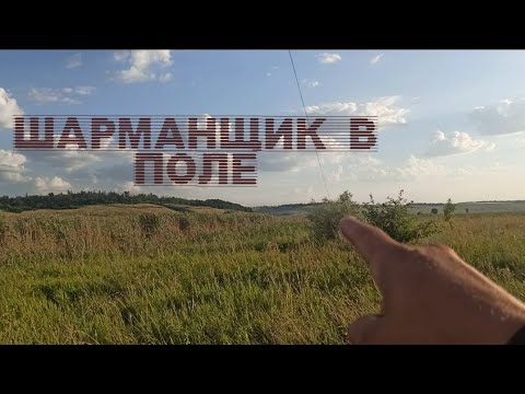 Видео: шарманщик в поле 2023
