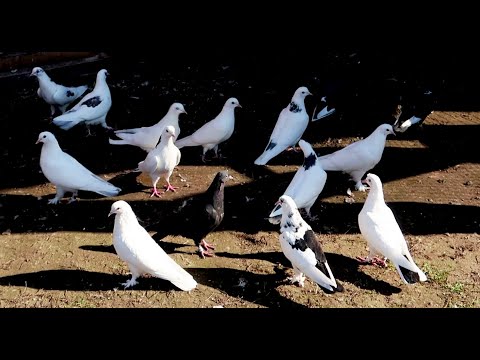 Видео: Не все могут понять, какой он настоящий Бакинский голубь ???