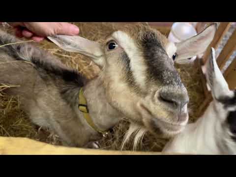 Видео: Козлята Камерунские и обзор коз