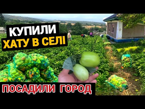 Видео: Купили будинок в селі.🏠 Відбили за сезон 💰 Бізнес на городі. Сільське життя 