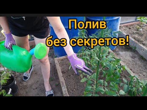 Видео: Как и когда поливать томаты в теплице? Первый полив после высадки в грунт.