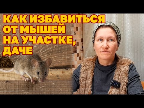 Видео: ЭТИ РАСТЕНИЯ ИЗБАВЯТ ОТ МЫШЕЙ ВАШ ДОМ И САД /НАТУРАЛЬНЫЙ ОТПУГИВАТЕЛЬ МЫШЕЙ @obovsemsmarusya