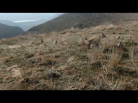 Видео: шикори кабк. 6 - уми январ