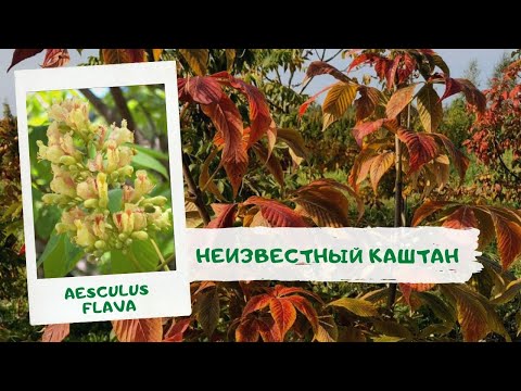 Видео: Неизвестный каштан