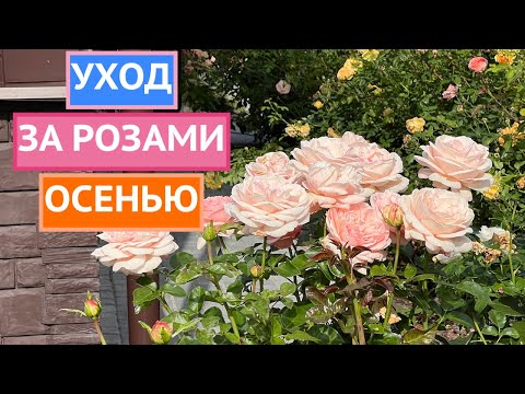 Видео: ВАЖНО СДЕЛАТЬ ЭТО С РОЗАМИ ОСЕНЬЮ!