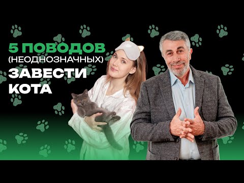 Видео: 5 поводов (неоднозначных) завести кота