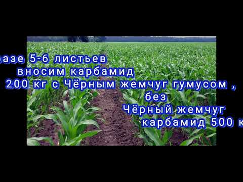 Видео: Кукуруза доза удобрений NPK ,ПРК Чёрный жемчуг гумус, ПРК Белый Жемчуг