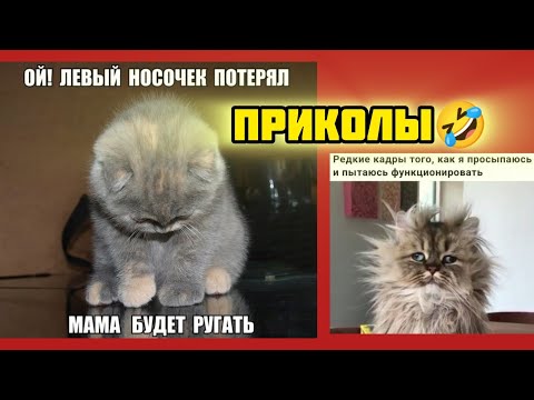 Видео: носочки  бывают разные смотри смешные картинки мемы котики приколы  🤣