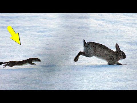 Видео: Малыши в Деле! Маленькие и очень свирепые хищники.