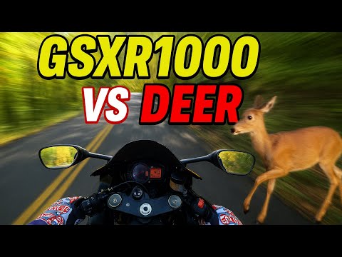 Видео: Сбил оленя на GSXR1000! (Счастливой осени всем!)