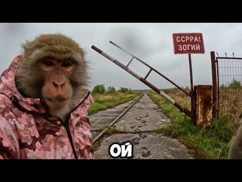 Видео: ​Чернобыль. Выживание Лёхи и Гоши Бомжезьяна.