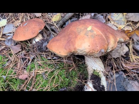 Видео: ГРИБНАЯ ПОРА в Германии в самом разгаре 