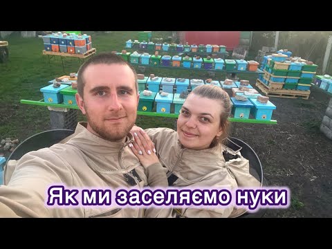 Видео: Як заселити нуклеус? 🐝