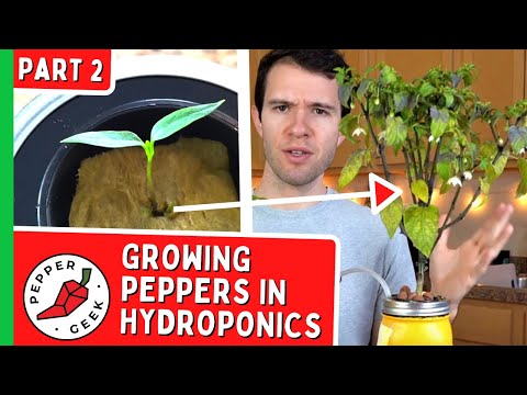 Видео: Выращивание перцев в гидропонных ёмкостях — от семян до полноценных растений (часть 2)