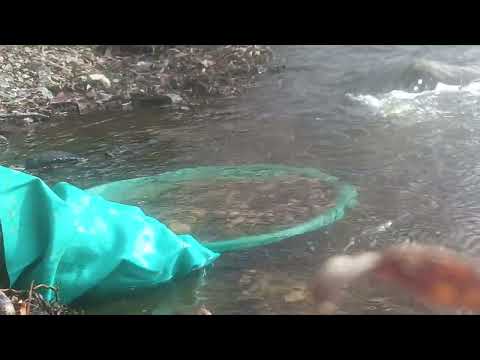 Видео: САМОРОДНОЕ ЗОЛОТО В ХОЛОДНОЙ ВОДЕ