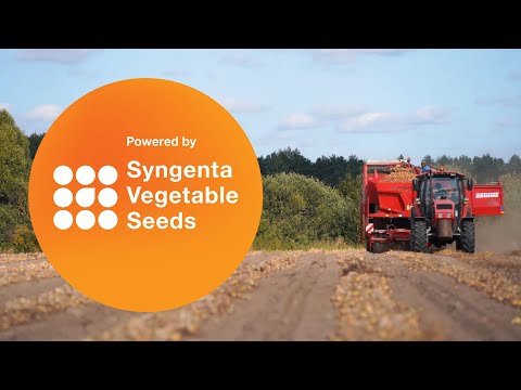 Видео: Механическая уборка лука компании Сингента.