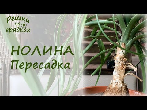 Видео: Нолина (бокарнея) или бутылочное дерево Пересадка / Главный секрет ухода