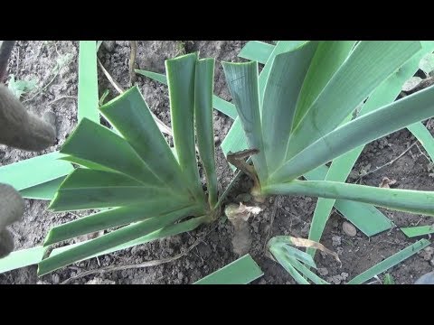 Видео: ГОТОВИМ ИРИСЫ К ЗИМЕ.ВАЖНЫЕ МЕРОПРИЯТИЯ.УХОД И ОБРЕЗКА.