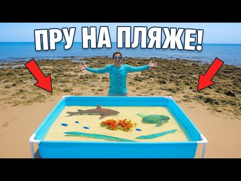 Видео: ПРИЛИВНОЙ БАССЕЙН. ПРУД С СОЛЕНОЙ ВОДОЙ, В КОТОРОМ ОБИТАЮТ МОРСКИЕ СУЩЕСТВА!